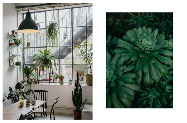 House Of Plants
