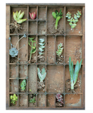 Container Succulents Book